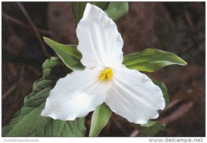 Flowers Large Flowered Trillium Shenandoah National Park