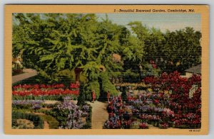 Cambridge Maryland Beautiful Boxwood Garden Postcard E23