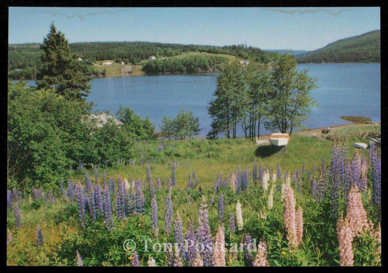 Lupines growing at Goose Cove, St. Ann's Bay