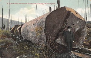 Silver from Forests Whatcom County, Washington, USA 1909 