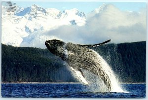 M-14376 A humpback whale breaching in Lynn Canal Tongass National Forest Alaska