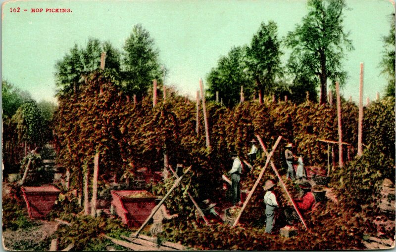 Vtg Postcard 1920s Hop Picking California - Ed Mitchell Pub - Unused