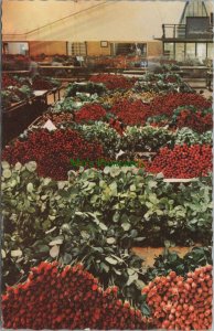 Netherlands Postcard - Aalsmeer - Interior of The Flower Auction  RS22803