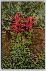 Indian Paintbrush Colorful Flower Of The Foothills And Prairies Postcard L21