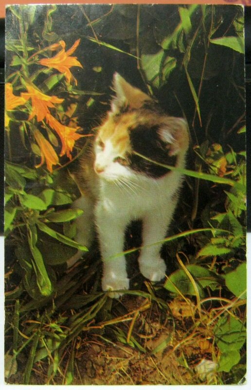 Postcard Animal Cat Kitten in the flowerbed - unposted