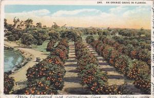 Florida An Orange Grove In Florida