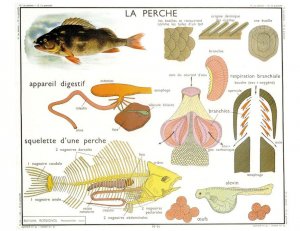La Perche French Fish Old School Educational Wall Chart Postcard