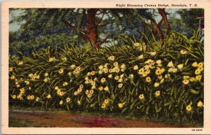 VINTAGE POSTCARD NIGHT BLOOMING CEREUS HEDGE HONOLULU NAVY CENSOR PASSED 1943