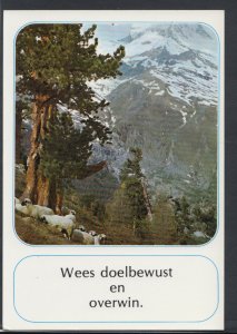 Spain? Postcard - Mountain Sheep - Wees Doelbewust En Overwin   RR3510