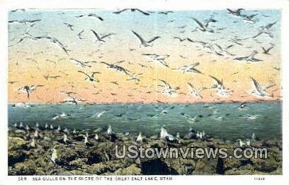 Sea Gulls - Great Salt Lake, Utah UT  