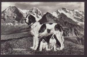 Saint Bernard,Dog Postcard 