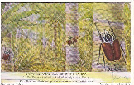 Liebig S1644 Large Insects Of The Belgian Congo No 2 Goliath Beetle