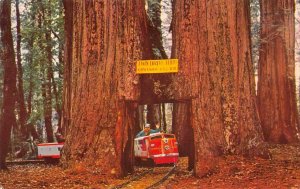 TWIN DRIVE-THRU TREE Sequoia Tree Confusion Hill Mountain RR Vintage Postcard 