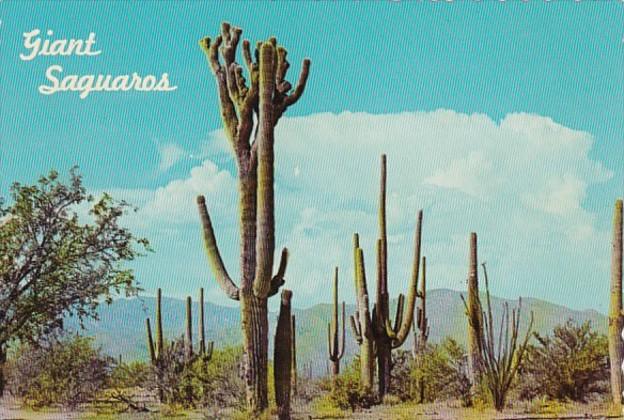 Giant Saguaro Cactus