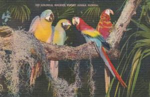 Florida Miami Colorful Macaws At The Parrot Jungle 1957