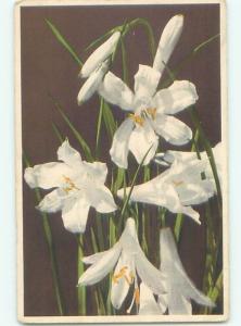 Very Old Foreign Postcard BEAUTIFUL FLOWERS SCENE AA4951