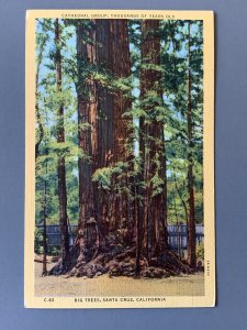 Big Trees Santa Cruz CA Linen Postcard A1154090703