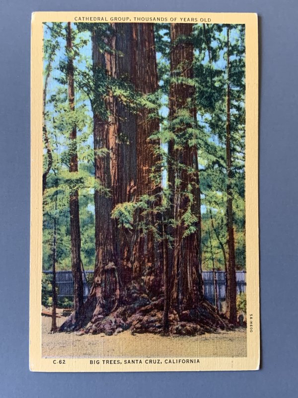 Big Trees Santa Cruz CA Linen Postcard A1154090703