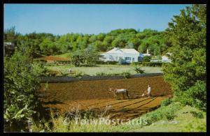 Farming in Bermuda