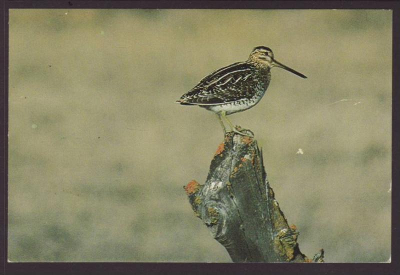 Wilson's Snipe Postcard 