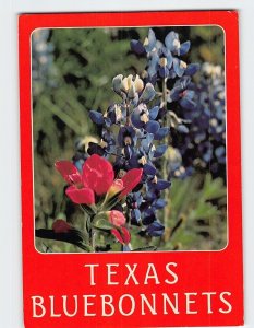 Postcard Texas Bluebonnets, Texas