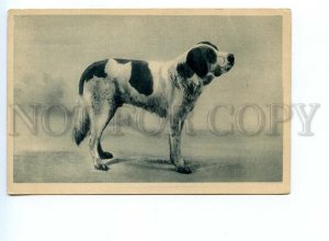 499197 Bernhardinerhund Saint Bernard dog St. Bernard Vintage postcard