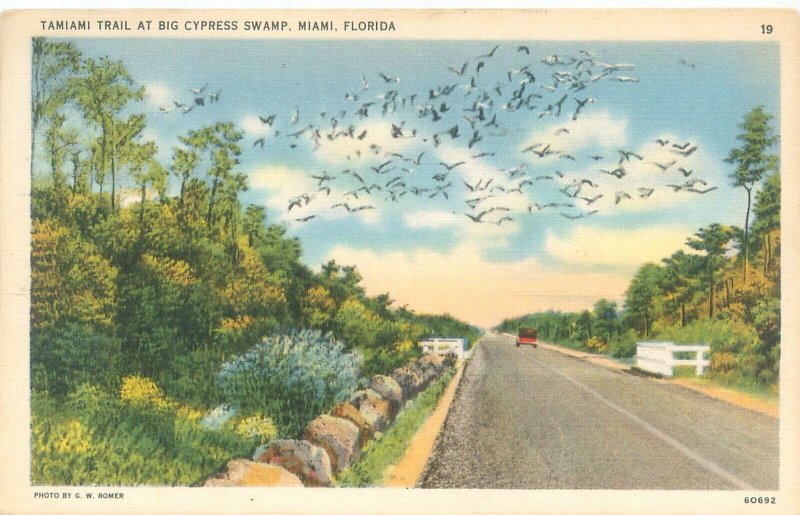 Miami Florida Tamiami Trail at Big Cypress Swamp 1938 WB Postcard Used, Birds