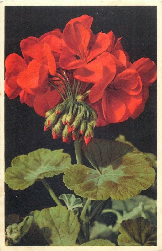 Alpine flowers geranium timbre exposition nationale suisse zurich 1939