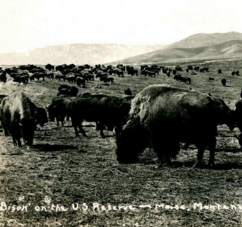 RPPC Bison Auf US Reserve Moiese Montana J.W.Meiers 1930-1939 Postkarte Unp