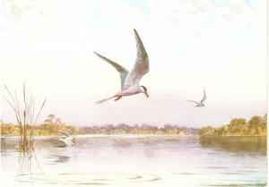 \Common Terns Birds, by J.C.Harrison\ Nice modern Medici PC