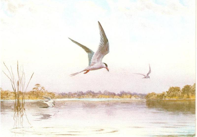 \Common Terns Birds, by J.C.Harrison\ Nice modern Medici PC