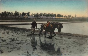 ASIAN MAN w HORSE & PLOW Harrowing Rice Field c1910 Postcard