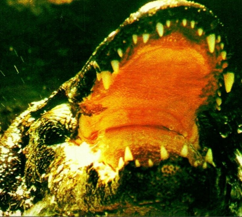 Vtg Chrome Postcard 1982 Giant Florida Alligator Open Mouth in the Everglades FL