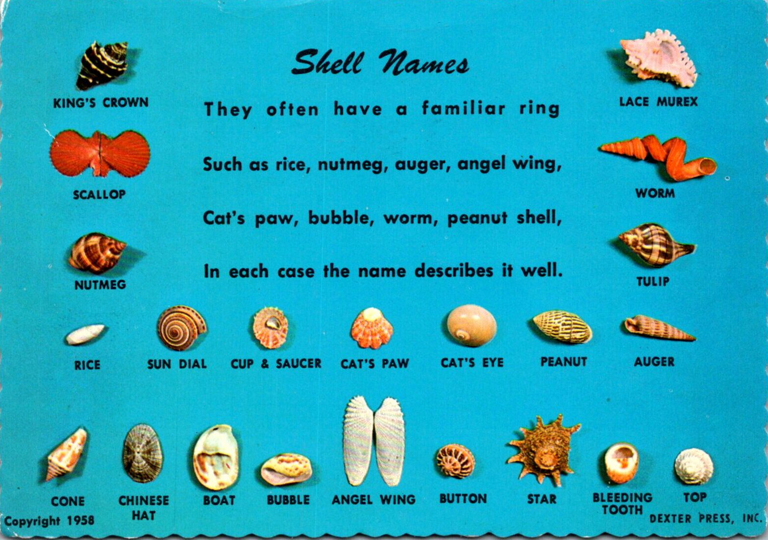 seashells pictures and names