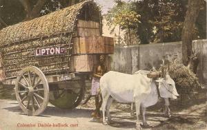 Colombo Daible-bullock cart. Nice antique postcard