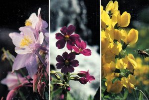 Wildflowers of Colorada BIN