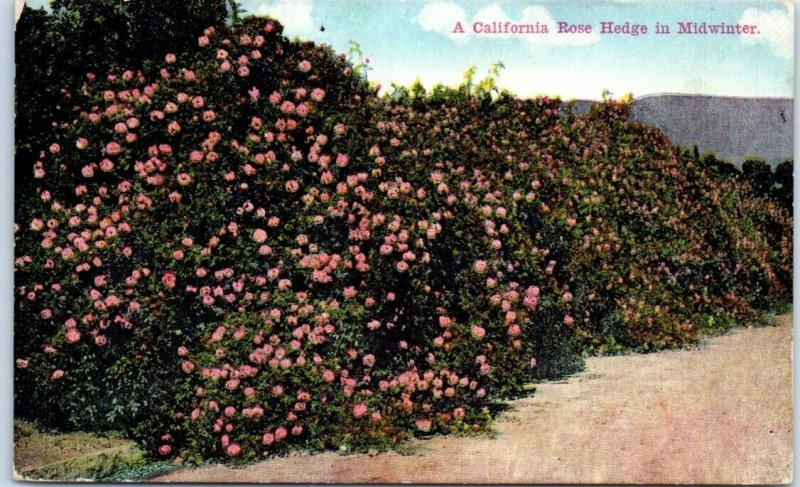 M-102964 A California Rose Hedge in Midwinter USA