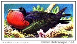 Brooke Bond Trade Card Tropical Birds No 34 Frigate Bird