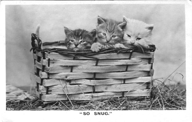 Cute Kittens ~ So Snug ~ Cat Cats Basket Black and White RPPC Postcard