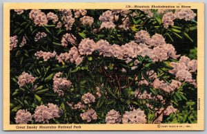 Vtg Tennessee TN Great Smokey Mountains National Park Rhododendron Postcard