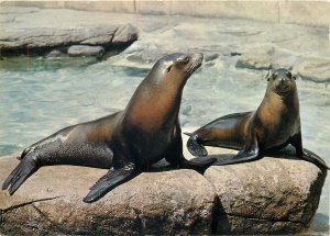 Postcard Animals Zoologischer garten basel seelowen seaside rocks