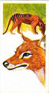 Brooke Bond Tea Trade Card Vanishing Wildlife No 40 Thylacine