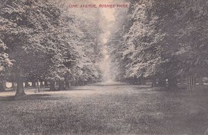 Lime Avenue Bushey Park Kingston Upon Thames 1905 Postcard