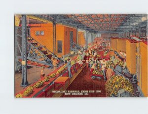 Postcard Unloading Bananas, From Ship Side, New Orleans, Louisiana