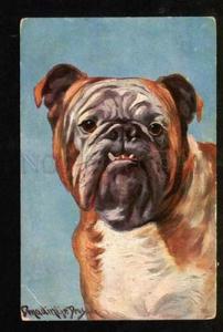 3048570 Portrait of ENGLISH BULLDOG by DONADINI old