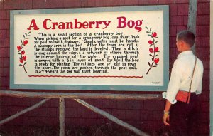 A Cranberry Bog South Carver, Massachusetts, USA Unused 