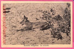 af9121 - SOMALIA - VINTAGE POSTCARD - Somalia animals-