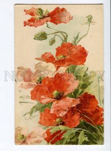 257518 Lovely POPPY Flowers by C. KLEIN Vintage Litho #506 PC