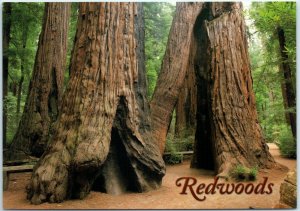 Postcard - Goose Pens - Redwoods, California