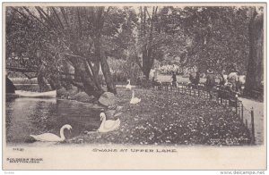 DAYTON, Ohio, 1900-1910's; Swans At Upper Lake